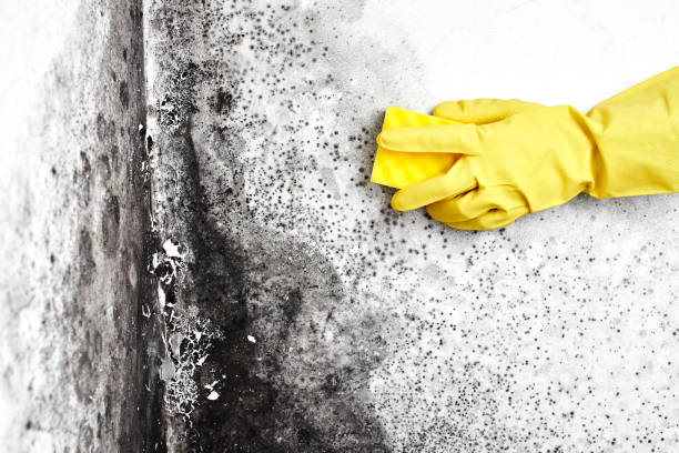 Professional Mold Remediation in Edwardsburg, MI