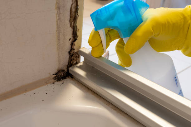 Best Post-Flood Mold Remediation in Edwardsburg, MI