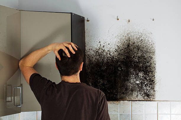 Best Emergency Mold Remediation in Edwardsburg, MI